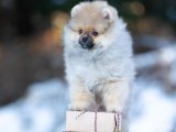 Pomeranian Boo Cinsi Yavrular Şimdi Satışta