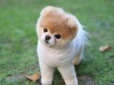 Minik Köpekcik, Büyük Mutluluk: Pomeranian Boo Yavrumuz Satışta!