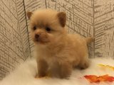 Sevimli Patiler, Sonsuz Sevgi: Pomeranian Boo Yavrumuz Sizi Bekliyor!