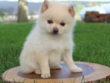 Hayalinizdeki Köpekcikle Tanışın: Pomeranian Boo Yavrumuz Sizi Bekliyor!