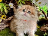 Kalp Çalan Patiler: Scottish Fold Yavrularıyla Evlerinizi Şenlendirin!
