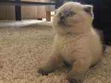 Kedi Zerafeti: Minyatür Scottish Fold Yavrularıyla Evlerinizi Aydınlatın!