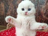 Hayalinizdeki Dost: Scottish Fold Yavrularıyla Tanışın ve Şaşıracaksınız!