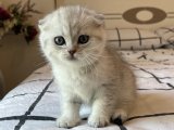 Eğlenceli Scottish Fold Yavruları: Şimdi Sahiplenmeye Hazır!