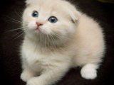Kedi Güzelliği: Şimdi Satışta Minyatür Scottish Fold Yavrular!