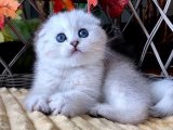 Göz Alıcı Scottish Fold Yavruları: Şimdi Sahiplenebilirsiniz!