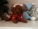 Evinize Şıklık ve Sevgi Getirecek Toy Poodle Yavru Köpekler!