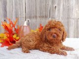 Güzelliğiyle Büyüleyen Toy Poodle Yavru Köpeklerle Tanışın!
