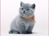 Kedi Aşkı: British Shorthair Yavrularıyla Kalbiniz Çalınsın!