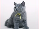 Kedi Şıklığı: British Shorthair Yavrularıyla Tarzınızı Tamamlayın!