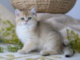 Kedi Merakı: British Shorthair Yavrularıyla Şaşırtıcı Bir Serüven!