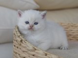 Kedi İlhamı: British Shorthair Yavrularıyla Yaratıcılığınızı Tetikleyin!