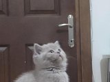 British shorthair rengi lilac 55 günlük sahiblendirilecek 
