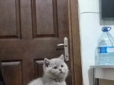 British shorthair rengi lilac 55 günlük sahiblendirilecek 