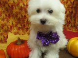 Güzelliği ve Zarafetiyle Bilinen Maltese Terrier Yavru Köpekler Satışta!