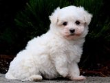Zarafetin ve Sevginin Adı: Maltese Terrier Yavru Köpeklerimiz Satışta!