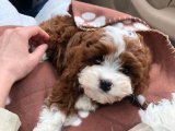 Sonsuz Sevgi Bekliyor: Maltipoo Yavru Köpeğimiz Evini Arıyor!