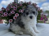 Hayalinizdeki Köpekyle Tanışın: Maltipoo Yavrumuz Sahiplenmeye Hazır!