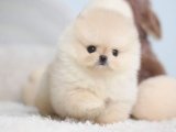 Özel Pomeranian Boo Yavruları Yeni Evlerini Arıyor