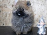 Pomeranian Boo Köpeklerimizle Mutlu Bir Yaşam Başlasın