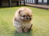 Sevimli Pomeranian Boo Köpekleri Hemen Sahiplenilmeyi Bekliyor