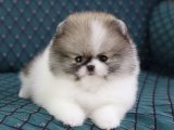 Şahane Pomeranian Boo Köpek Yavruları Satışta!