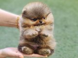 Eşsiz Güzellikte Pomeranian Boo Yavruları Satılık!