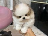 Pomeranian Boo Köpek Yavruları İçin Fırsatı Kaçırma!