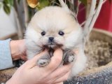 Pomeranian Boo Cinsi Yavrular En İyi Evlerini Arıyor!