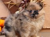 Pomeranian Boo Cinsi Köpekler: Satışa Çıktı!