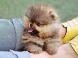Pomeranian Boo Yavrularıyla Evini Renklendir!