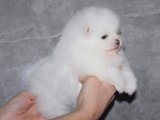 Pomeranian Boo Yavrularıyla Mutluluğu Keşfet!