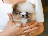 Pomeranian Boo Köpekler: Sevgi Dolu Evlere Bekliyor!