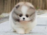 Pomeranian Boo Köpek Yavruları: Evini Arıyorlar!