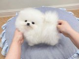 Pomeranian Boo Cinsi Yavrular Satışa Çıktı!