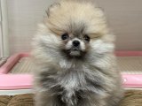 Pomeranian Boo Köpekler: Saflığın Temsilcileri!