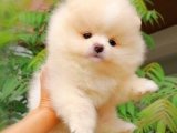 Pomeranian Boo Yavrularıyla Ailenizi Tamamlayın!