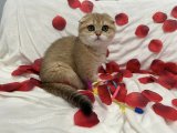 Kedi Sevgisi: Satılık Scottish Fold Yavrularıyla Kalbinizi Fethedin!