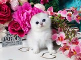 Eğlenceli Arkadaşlar: Scottish Fold Yavrularıyla Evleriniz Coşsun!