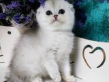 Pofuduk Rüya Parçacıkları: Scottish Fold Aşkı Satışta!