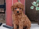 Göz Alıcı Güzellik: Toy Poodle Yavru Köpeklerle Şıklığı Keşfedin!