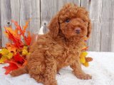 Evinizi Aydınlatan Yıldızlar: Toy Poodle Yavru Köpeklerle Tanışın!