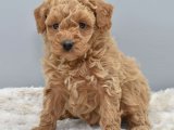 Minik Mucizeler: Toy Poodle Yavru Köpeklerle Güzel Anılar Biriktirin!
