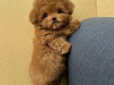 Stilinizi Yenileyin: Toy Poodle Yavru Köpeklerle Moda Çılgınlığı!