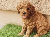 Sevgi Seli: Toy Poodle Yavru Köpeklerle Kalbinizi Doldurun!