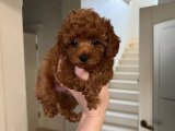 Sevgi Dolu Gözler: Toy Poodle Yavru Köpeklerle Tanışma Vakti!