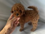 Rüya Gibi Dostluk: Toy Poodle Yavru Köpeklerle Arkadaşlığa Davetlisiniz!