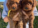 Minik Melekler: Toy Poodle Yavru Köpeklerle Cenneti Keşfedin!