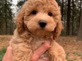 Minik Dostlar Aranıyor: Toy Poodle Yavru Köpekler Satışta!