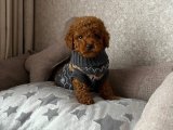Sıcacık Patiler: Toy Poodle Yavru Köpeklerle Ev Buluşmaları!